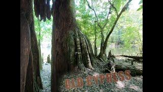 Old Cypress Adventure in The Green Swamp Wilderness Preserve