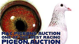 M&C Pigeons Auction is The One Of The Best Racing Pigeon Auctions In The World