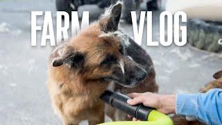 Update on Lily - German Shepherd | My Life Vlog as a Veteran with Lots of Dogs - Dog Farm Australia