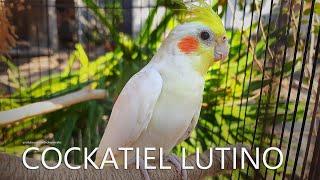 Male Lutino Cockatiel - from Nono and His Female