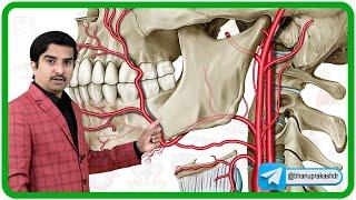 External Carotid Artery Anatomy and its branches Animation 