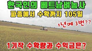[베트남벼농사] 2025년 1기작 벼타작을합니다!!(kiengiangtv)