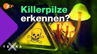 Killerpilze – Wie man giftige Pilze erkennt | Terra X plus