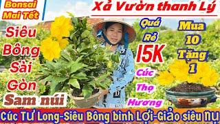 13/11️ 0333821029️Mai vàng giá rẻ 15kcúc tư Long-siêu bông bình lợi-giảo siêu nụ-cúc thọ hương