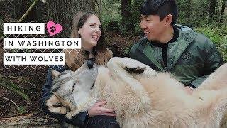 AMWF Couple | Washington Wolf Hiking Adventure! | 국제커플 AKA의 늑대와 함께 하이킹을!!!