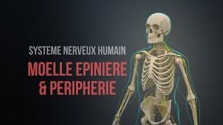 Système nerveux humain - Moelle épinière et périphérie (Animation)