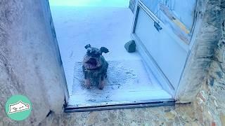 Old Dog Runs Away To Visit His Little Nieces and Nephews | Cuddle Buddies