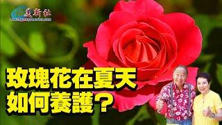 How to care for roses in summer?