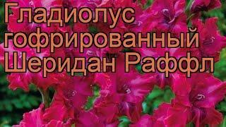 Гладиолус гофрированный Шеридан Раффл  обзор: как сажать, рассада гладиолуса Шеридан Раффл