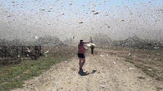 Swarms of locusts cover the sky in Russia