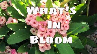 What’s in Bloom  January / Whale Fin Giveaway  Tropical House and Garden Plants Year Round Flowers