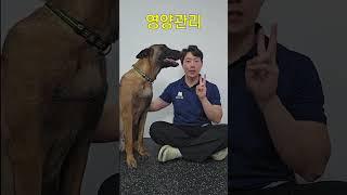 보호자가 이 행동을 한다면 강아지는 무조건 행복합니다