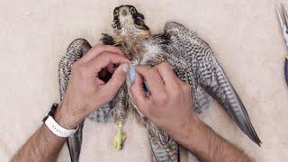 Peregrine falcon Body and Wiring.