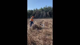 Henry's First Hunt at 8 Months Old