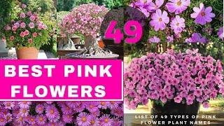 List of 49 Types of Pink Flower Plant Names | Best Pink Flowers