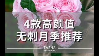 4款高颜值无刺月季推荐～