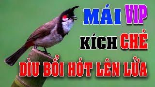 CHÀO MÀO MÁI KÍCH TRỐNG CĂNG LỬA  - CÁCH KÍCH LỬA CHÀO MÀO SỔ BỌNG HÓT CHÉ #chàomàohót