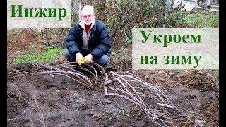 Укрытие инжира, новый вариант