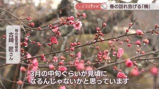 岡山県北に春の訪れ…梅の里公園で梅の開花はじまる　梅が香る老舗の和菓子も　岡山【いまココ！ナビ】