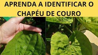 APRENDA A IDENTIFICAR O CHAPÉU DE COURO | ERVA MEDICINAL NO JARDIM PARA QUEM GOSTA