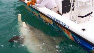 Fishing Awesome 1,000 Pound Hammerhead Shark Giant Fish - Florida Shark Catches - Chew On This