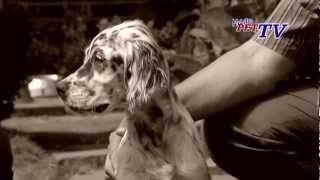 English Setter: Informationen zur Rasse