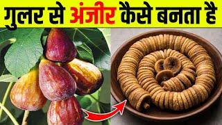 देखिए अंजीर कैसे बनता है | Dry Figs Making Process | Dry Froot Making Process