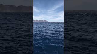 Dolphins boiling the sea off Bahía Magdalena