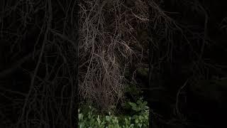 Россия Москва парк Дубки живой звук вечером