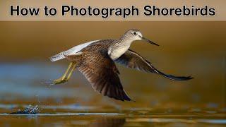 Bird photography on the beach - my tips for better photos