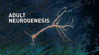 Adult Neurogenesis: adult-born neurons in the human brain