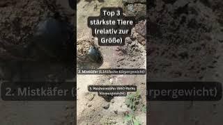 Top 3 stärkste Tiere relativ zur Größe #stark #wissen #fakten #welt  #tiere