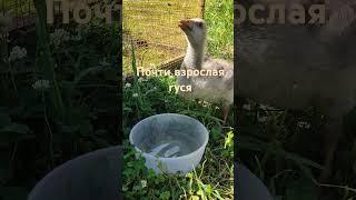 отмечаем пушистый день рождения 🫶️ #топ  #ремонтнадаче #юмор #дача #animals #природа #лето #goose