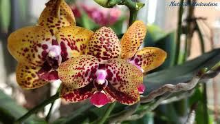 Zheng Min ANACONDA Phalaenopsis ЦВЕТЕНИЕ. Подросток куплен в размере 2,5 дюйма.