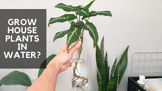 GROW HOUSEPLANTS IN WATER / Basic care guide