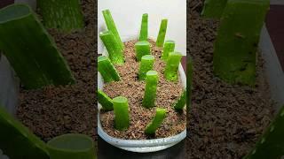 Trying To Grow Aloe Vera From Leaf Cuttings| #shorts #youtubeshorts #shortsvideo #viralvideo