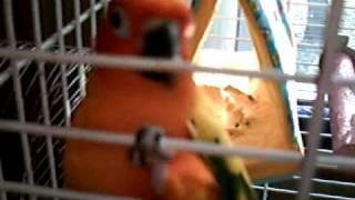 Rainbow, The Sun Conure