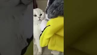 Funny Animals: Cats and Dogs That Will Leave You in Stitches #FunnyAnimals #Short # funnyAnimal