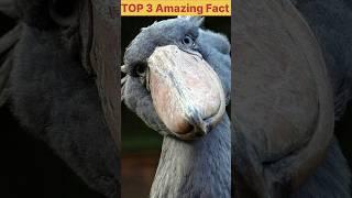 Most terrifying Bird #fact #amazingfacts #youtubeshorts #shortsvideo #shorts #birdfact