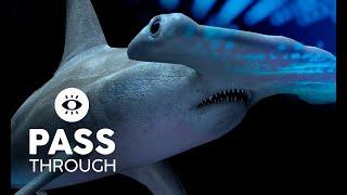 Hammerhead Sharks CGI animation VR180