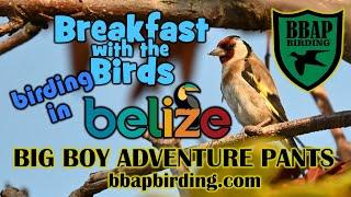 Ringy Goes Birding: Birds of Belize 2022