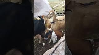 В ДЕРЕВНЕ ВЕСЕЛО И ИНТЕРЕСНО!