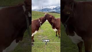 The Secret Social Life of Cows ️