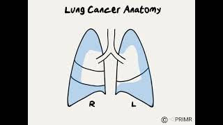 Doctor Explains Anatomy for Lung Cancer Treatment