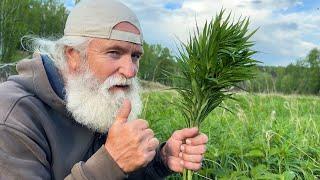 Забудь про таблетки! Иван-чай — аптека, которая растёт под ногам