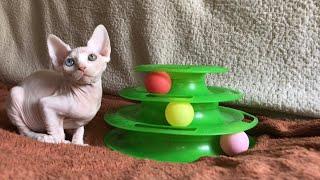 Мои любимые Сфинксы️ #котики #сфинксы