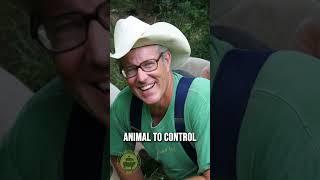 How To Control Any Pig (regardless of size) | Joel Salatin