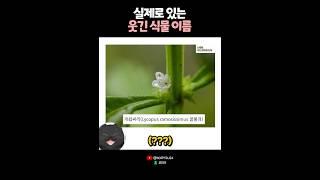 실제로 있는 웃긴 식물 이름..? 