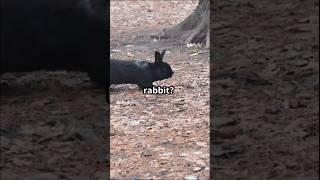 A Surprising Challenger #rabbit #story ll MR SAI EDITING ll