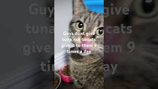 GUYS GIVE CATS TUNA 9 TIMES A DAY!